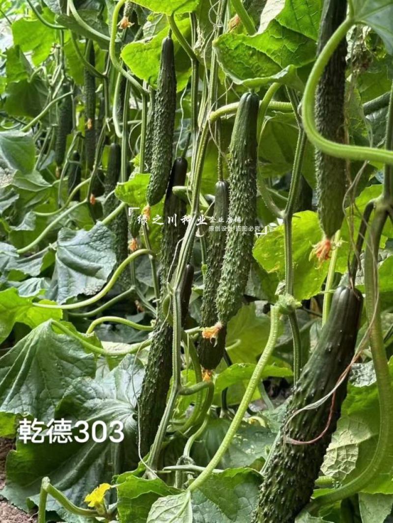 乾德303黄瓜种子强雌油亮密刺黄瓜种子绿肉绿瓤青瓜种子