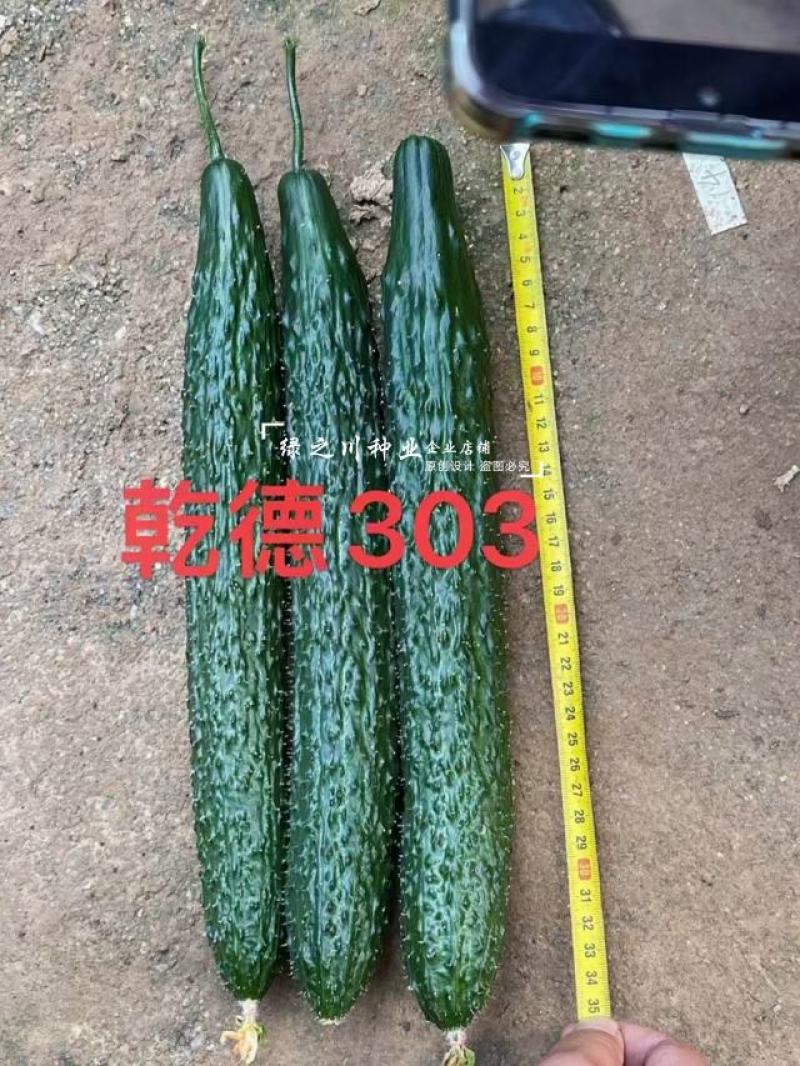 乾德303黄瓜种子强雌油亮密刺黄瓜种子绿肉绿瓤青瓜种子