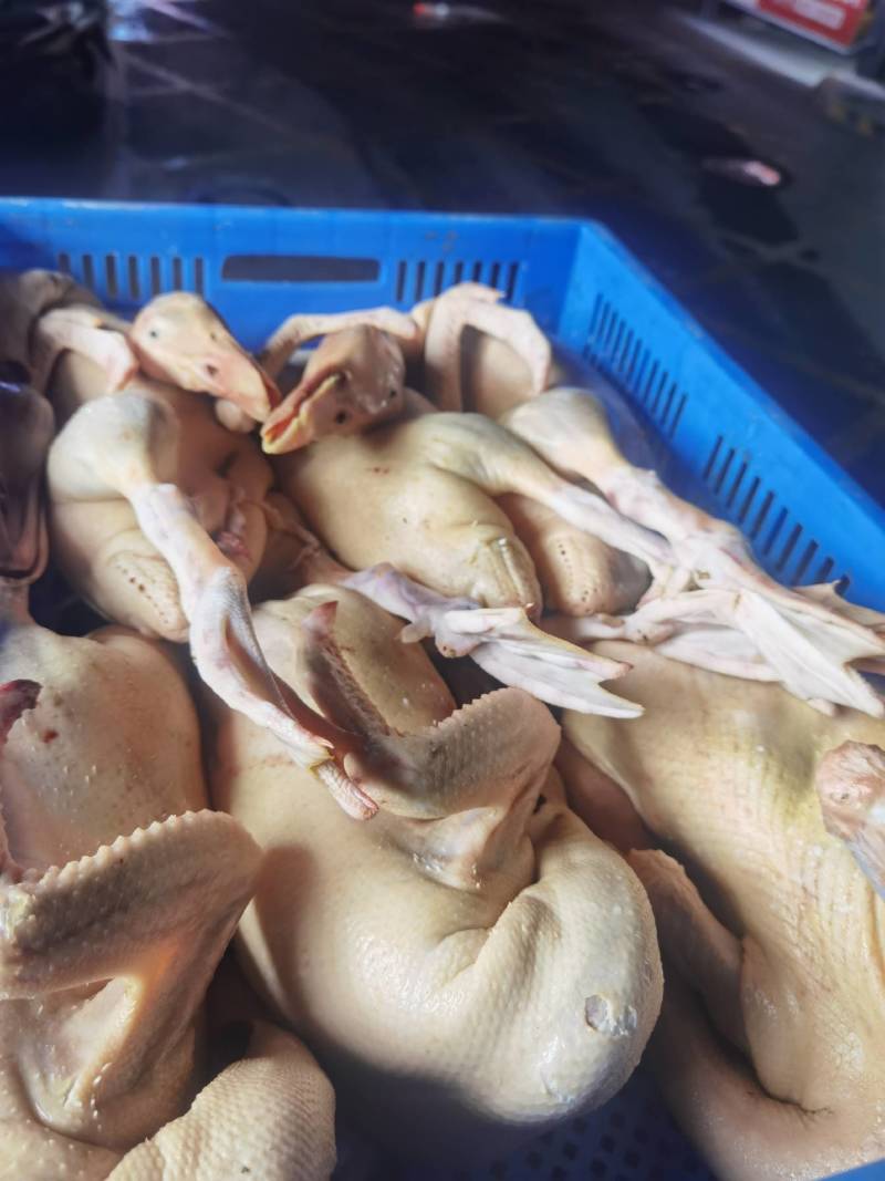 批发白条鸡鸭鹅