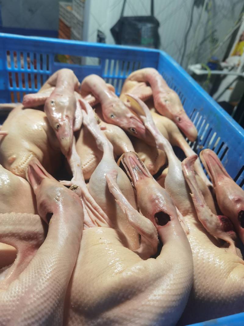 批发白条鸡鸭鹅
