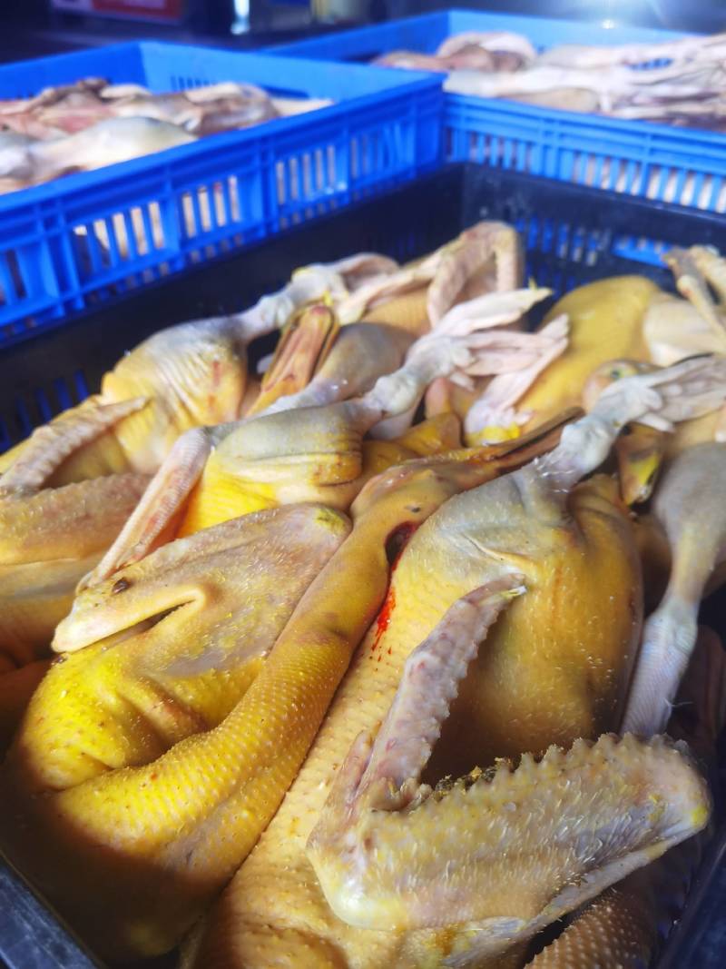 批发白条鸡鸭鹅