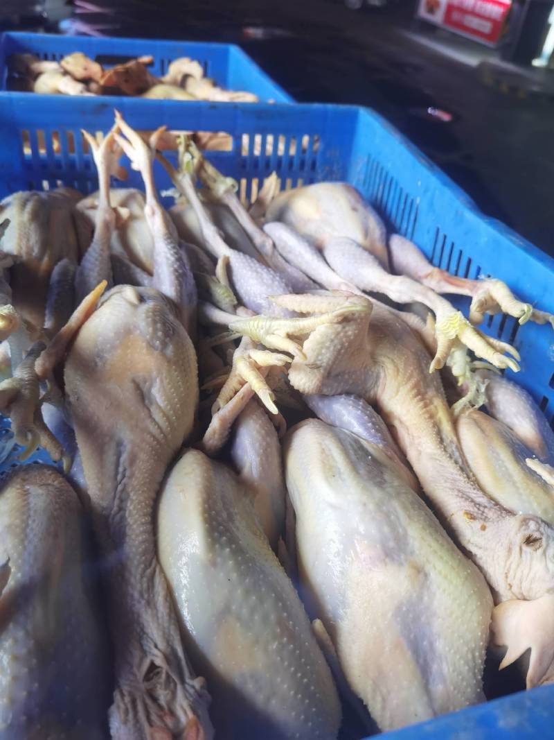 批发白条鸡鸭鹅