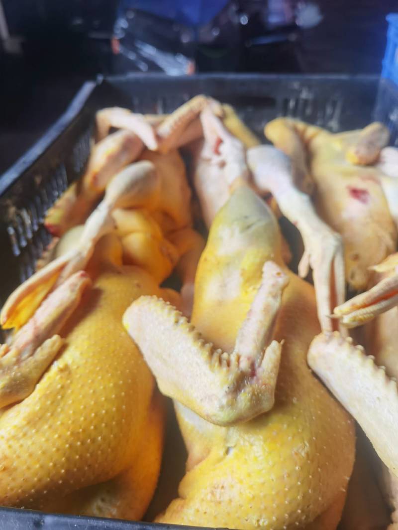 批发白条鸡鸭鹅