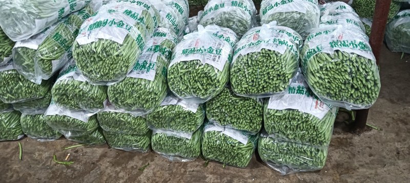 云南精品小金豆四季豆一件代发社区团购地头一手货源不限量