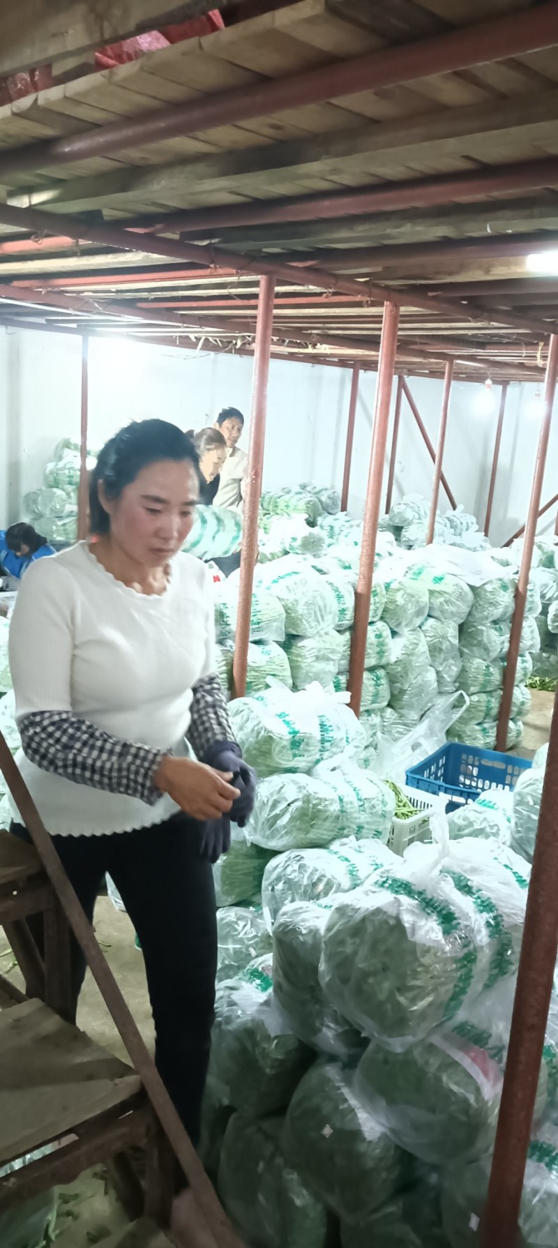 云南精品小金豆四季豆一件代发社区团购地头一手货源不限量