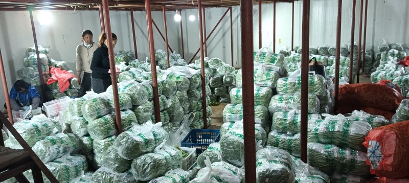 云南精品小金豆四季豆一件代发社区团购地头一手货源不限量