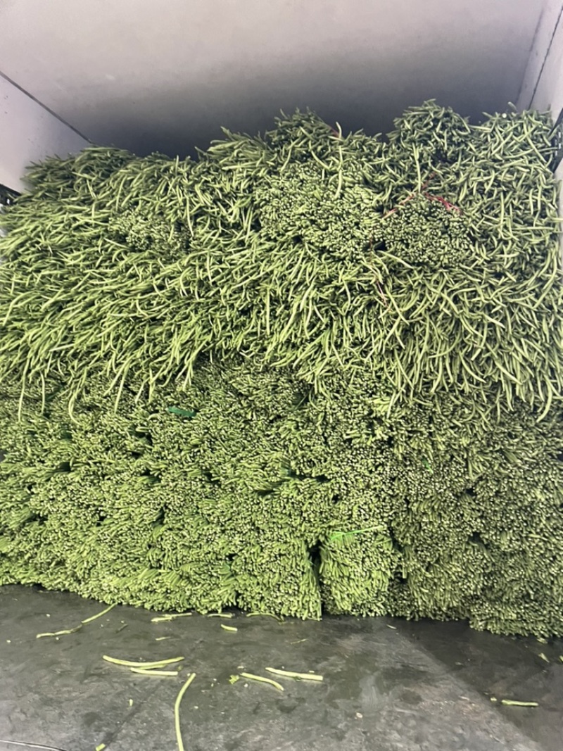 （诚信商家）长豆角，精品长豆角大量上货中，批发商市场超市