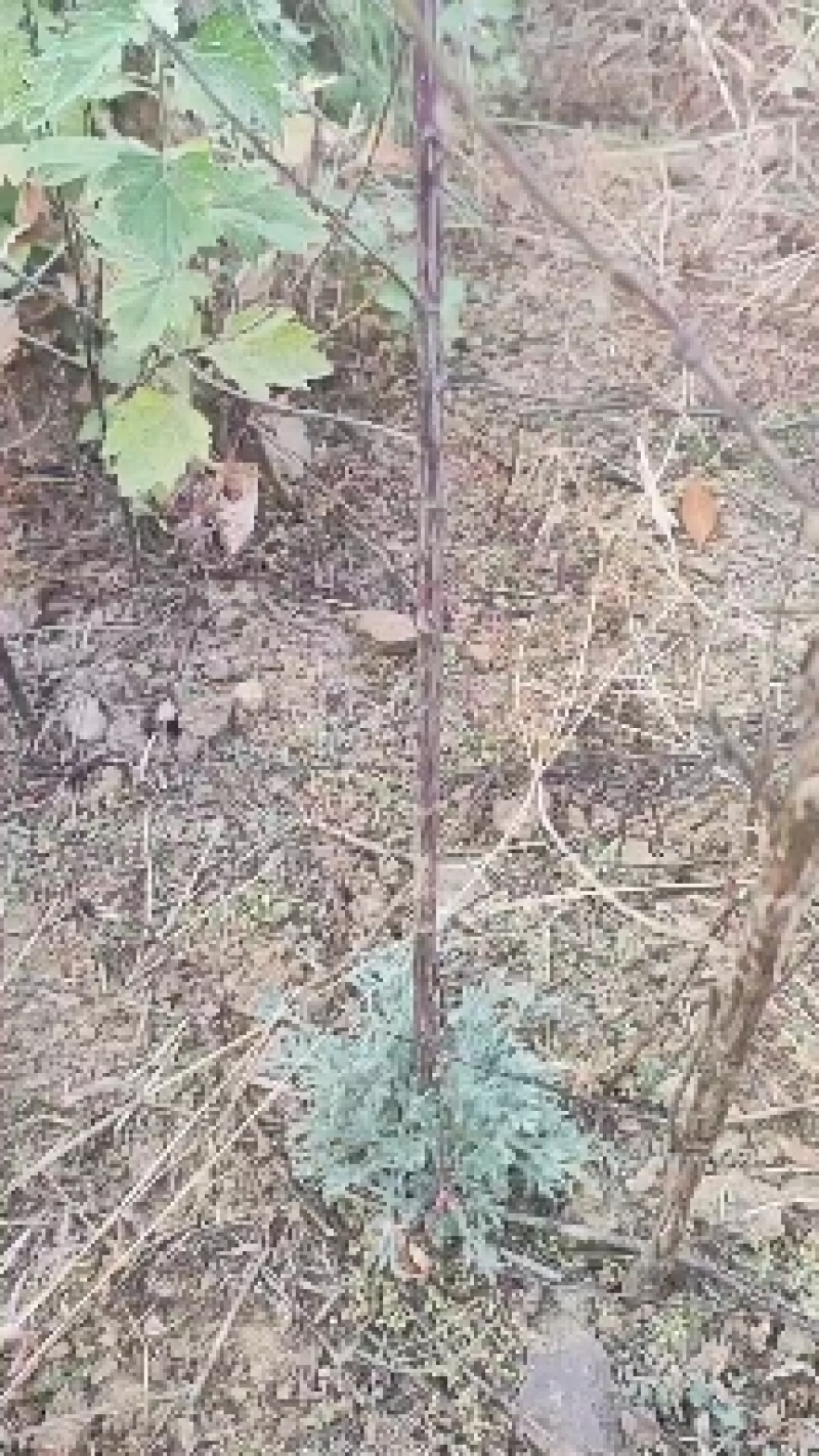 精品白蒿籽，茵陈种籽可做野菜，药材二个月收获，收益可观