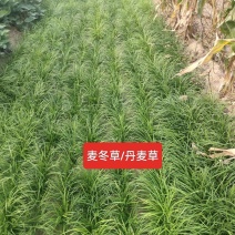 河北定州细叶麦冬草丹麦草草坪玉龙草庭院绿化矮麦冬杯苗