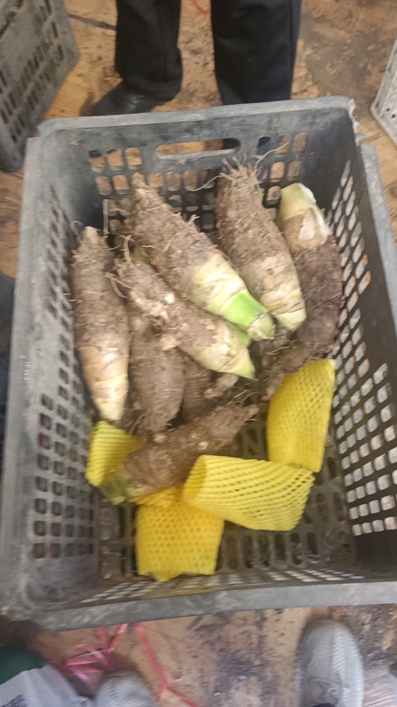 山东高钙香芋大量上市中要比荔浦芋头面好吃)适合商超酒店用