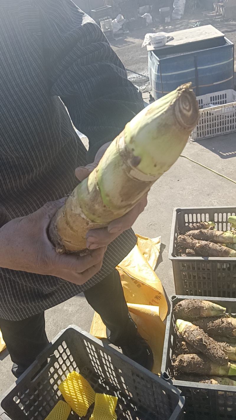 山东高钙香芋大量上市中要比荔浦芋头面好吃)适合商超酒店用