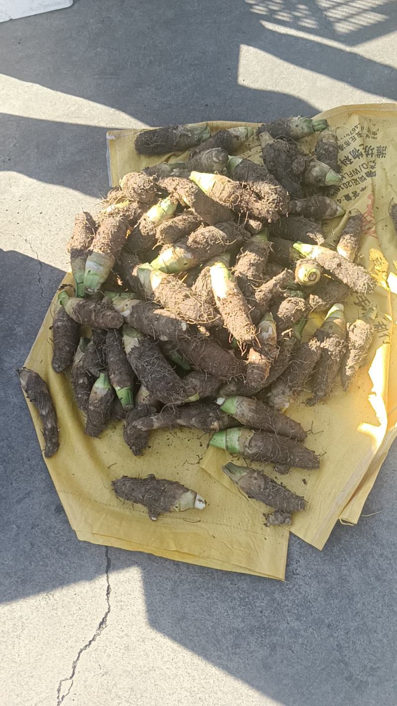 山东高钙香芋大量上市中要比荔浦芋头面好吃)适合商超酒店用