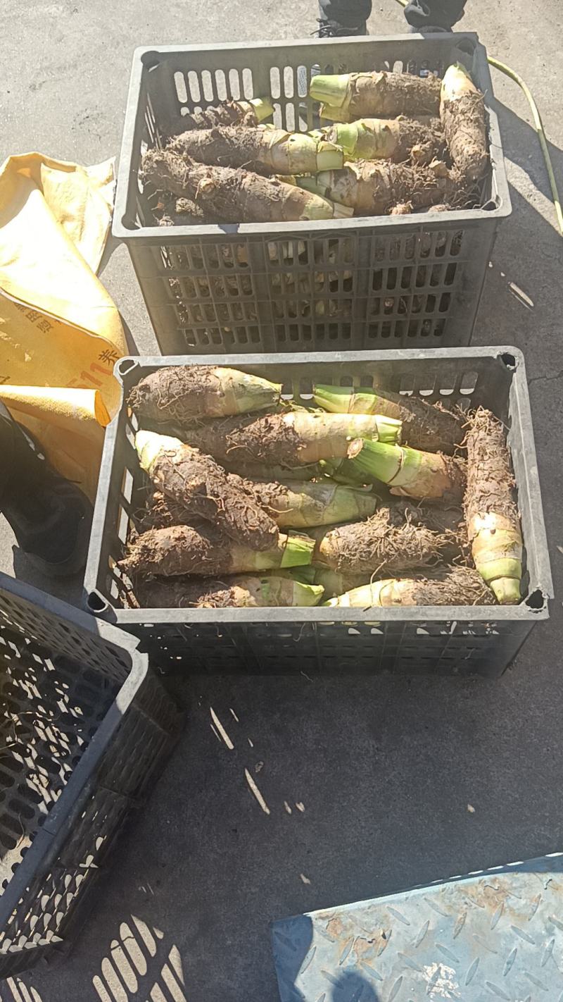 山东高钙香芋大量上市中要比荔浦芋头面好吃)适合商超酒店用