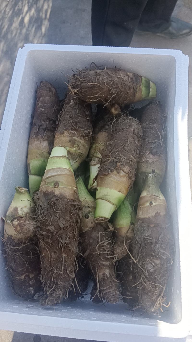 山东高钙香芋大量上市中要比荔浦芋头面好吃)适合商超酒店用