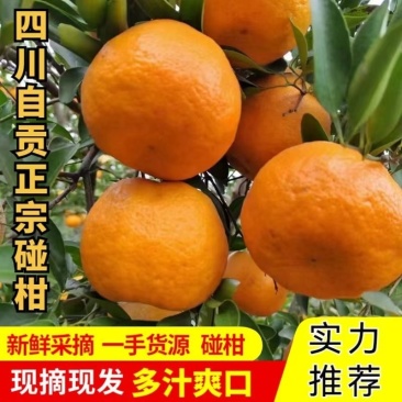 四川荣县留佳碰柑产地一手货源，对接大型电商，商超团购市场