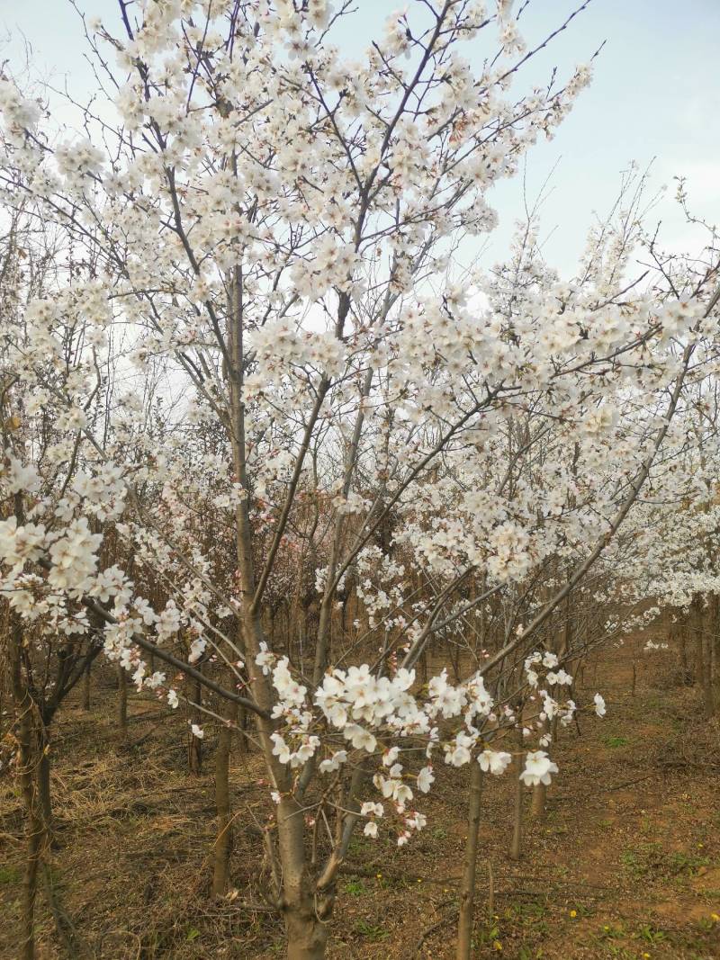 5一10公分红叶李樱花苗木低价供应