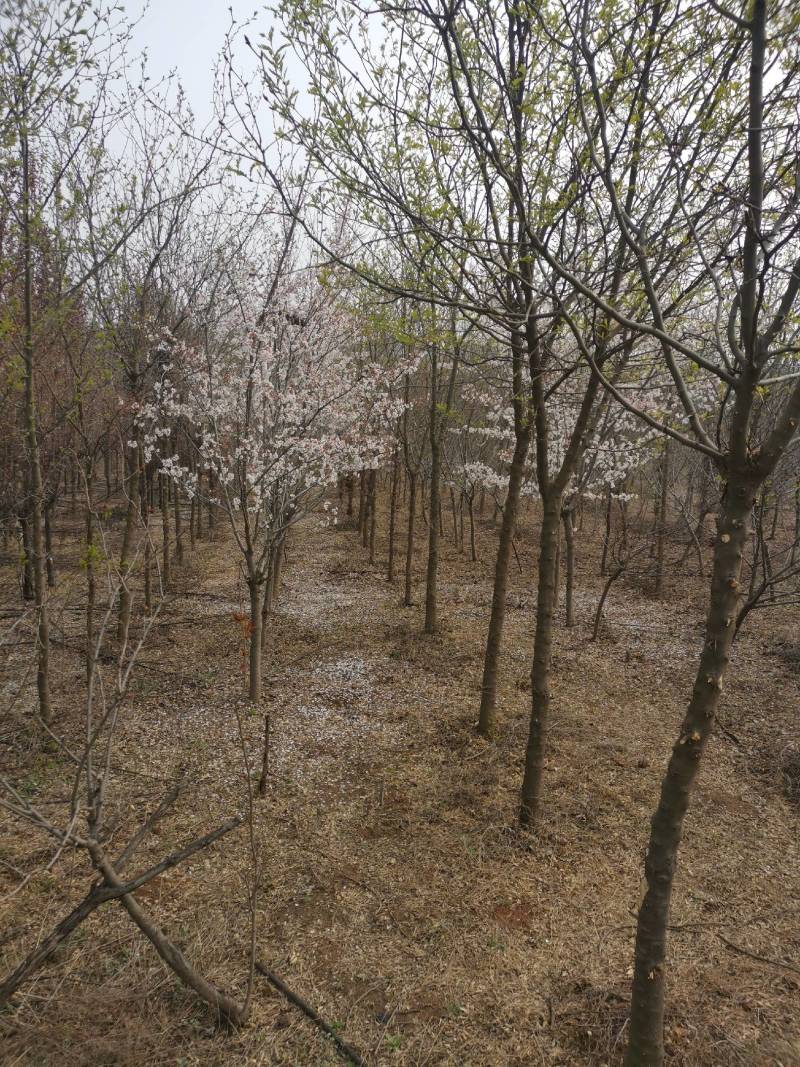 5一10公分红叶李樱花苗木低价供应