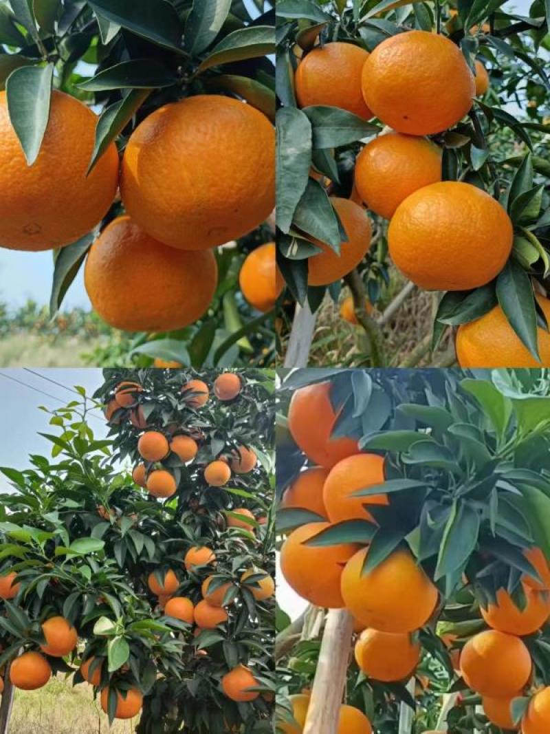 冰糖橙