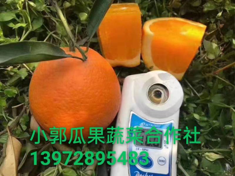 冰糖橙