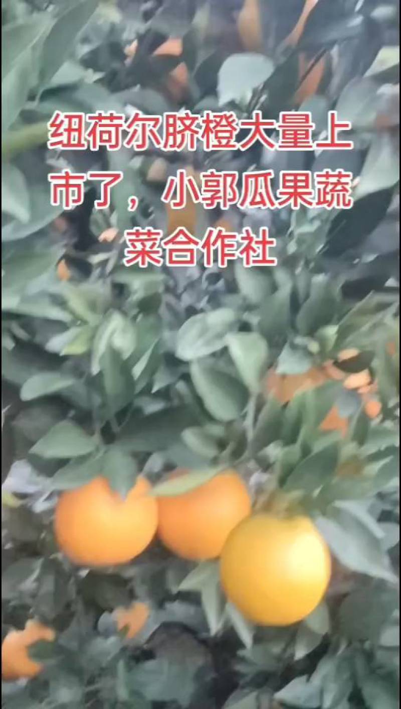 冰糖橙