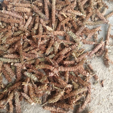 【夏枯球】长期供应各种规格夏枯球，产地一手货源，欢迎来电