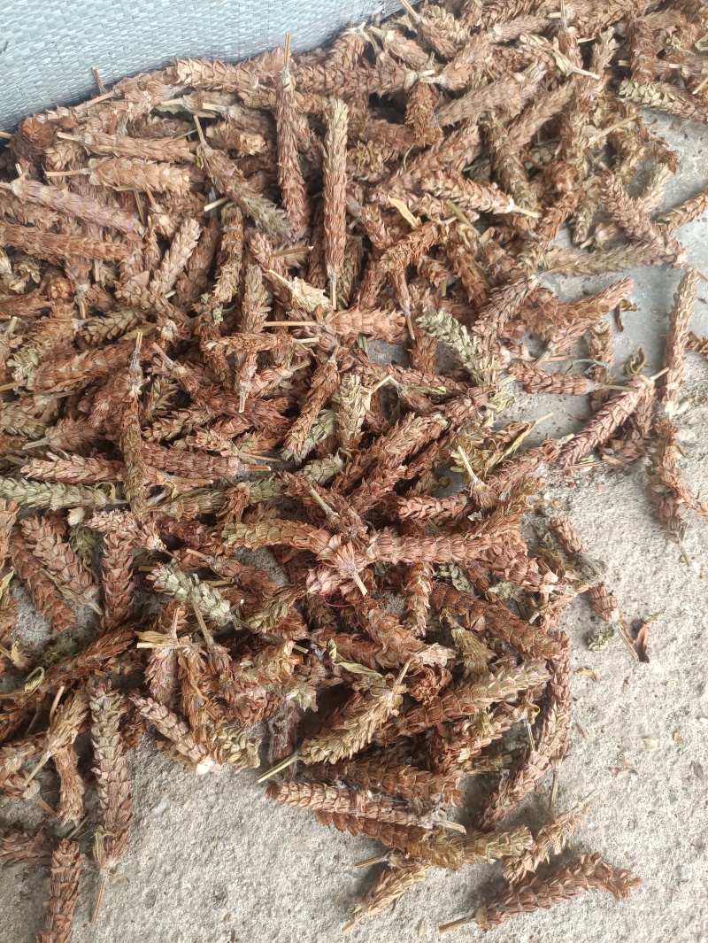 【夏枯球】长期供应各种规格夏枯球，产地一手货源，欢迎来电