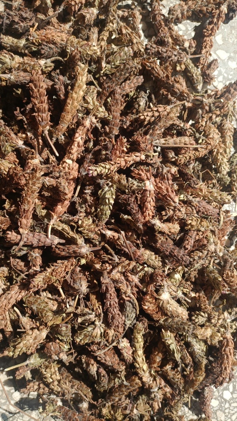 【夏枯球】长期供应各种规格夏枯球，产地一手货源，欢迎来电