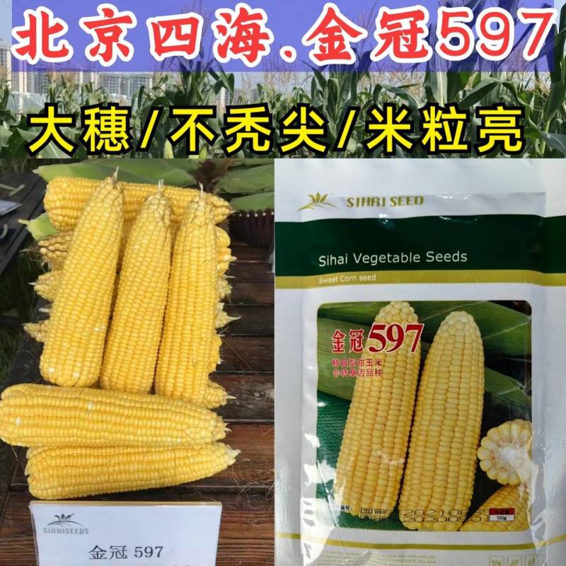 金冠597水果玉米种子国审泰太阳花超甜鲜食爆汁水果甜玉米