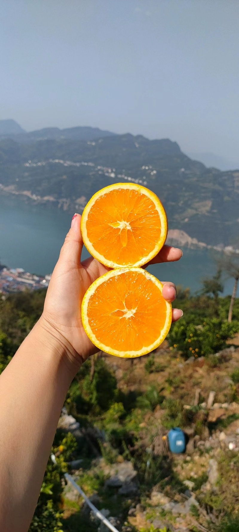 橙子赣南脐橙脐橙普脐纽荷尔长虹九月供应中