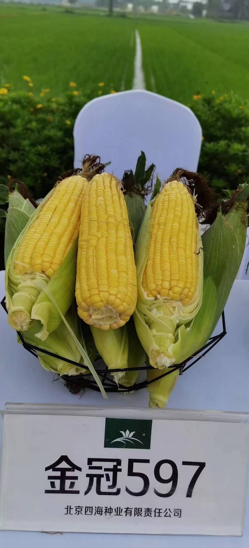 金冠597水果玉米种子国审泰太阳花超甜鲜食爆汁水果甜玉米