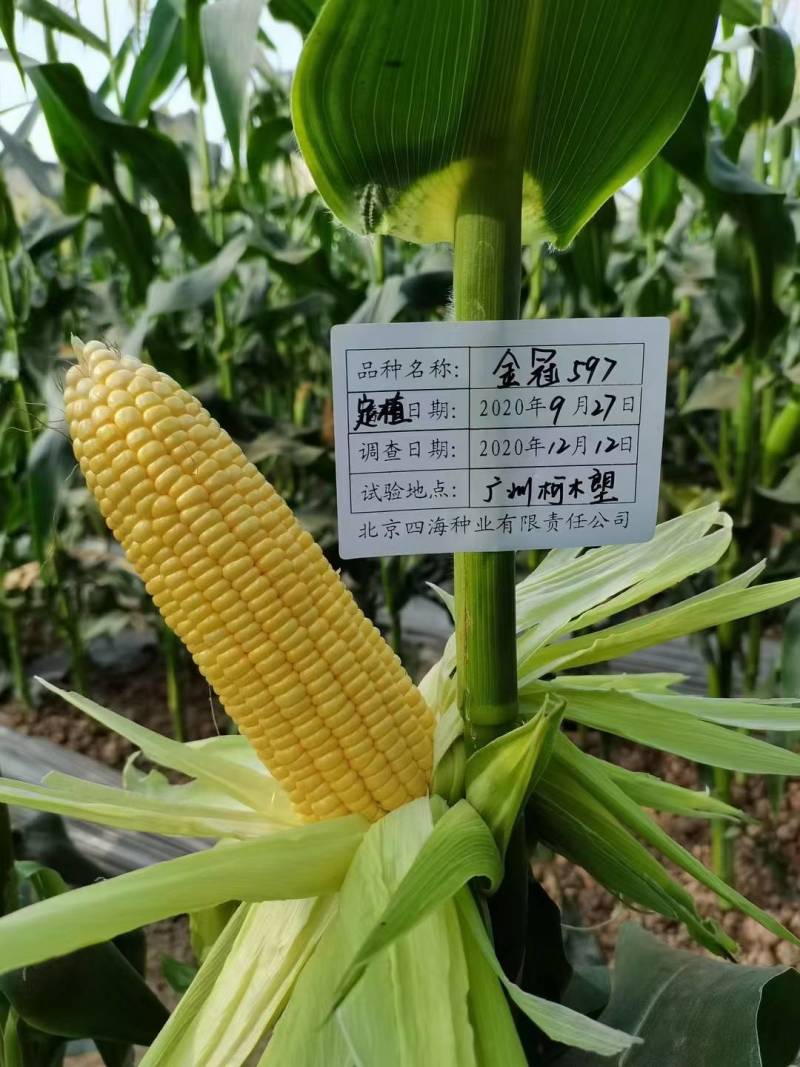 金冠597水果玉米种子国审泰太阳花超甜鲜食爆汁水果甜玉米