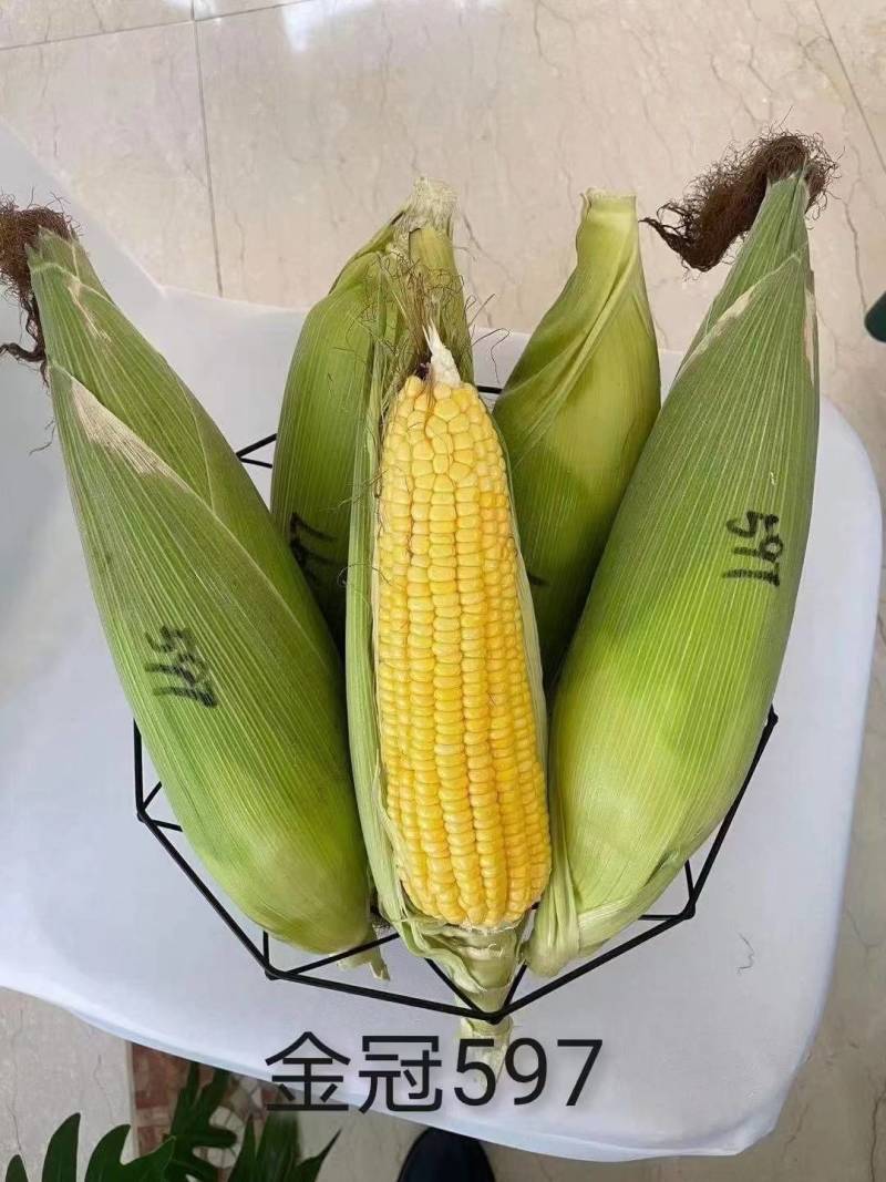 金冠597水果玉米种子国审泰太阳花超甜鲜食爆汁水果甜玉米