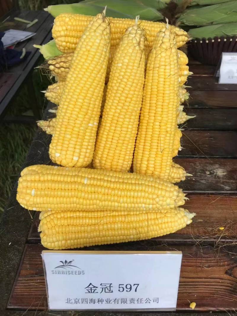 金冠597水果玉米种子国审泰太阳花超甜鲜食爆汁水果甜玉米