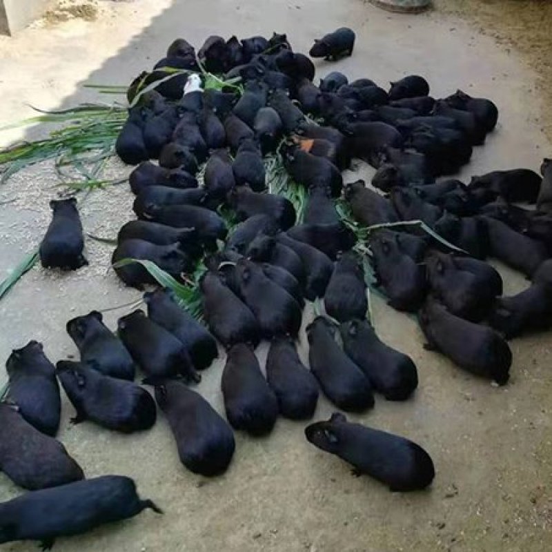 黑豚鼠种苗，荷兰猪养殖，随州胜隆豚鼠养殖基地