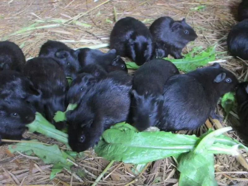 黑豚鼠种苗，荷兰猪养殖，随州胜隆豚鼠养殖基地