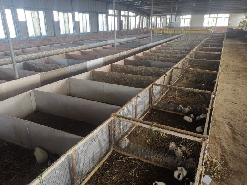 黑豚鼠种苗，荷兰猪养殖，随州胜隆豚鼠养殖基地