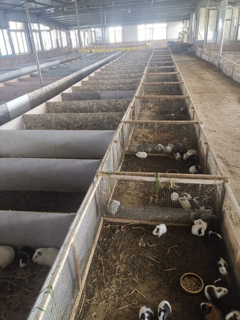黑豚鼠种苗，荷兰猪养殖，随州胜隆豚鼠养殖基地