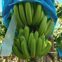 新苗香蕉，产地直供，一手货源，品质保证，欢迎来电咨询