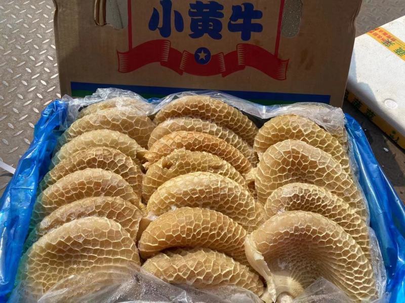 金钱肚一手货源
