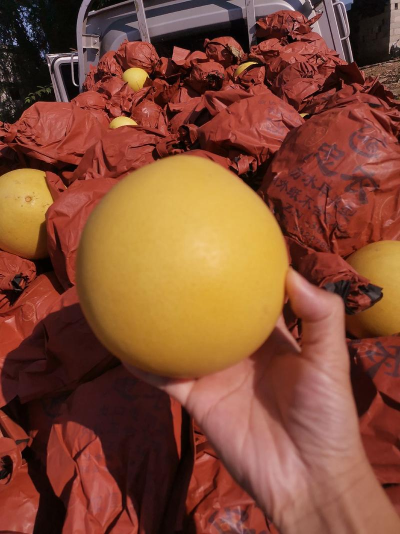 7000亩三红蜜柚贵州产地一手货源对接渠道商平台供应链