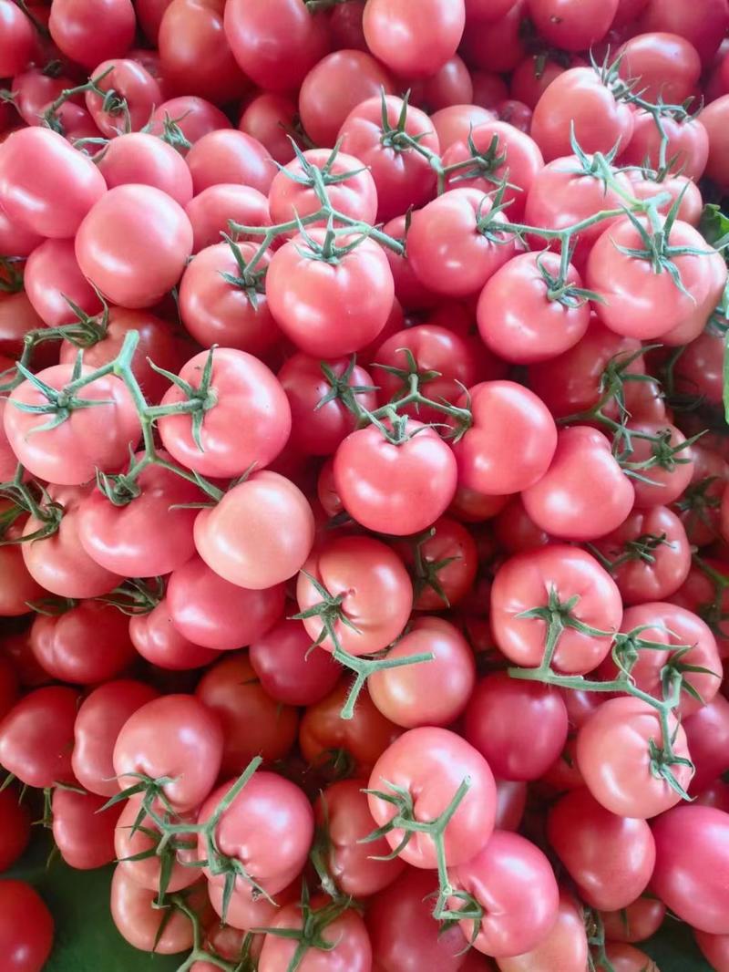 山东蔬菜西红柿，硬粉西红柿，产地直供，大量上市，整车发货