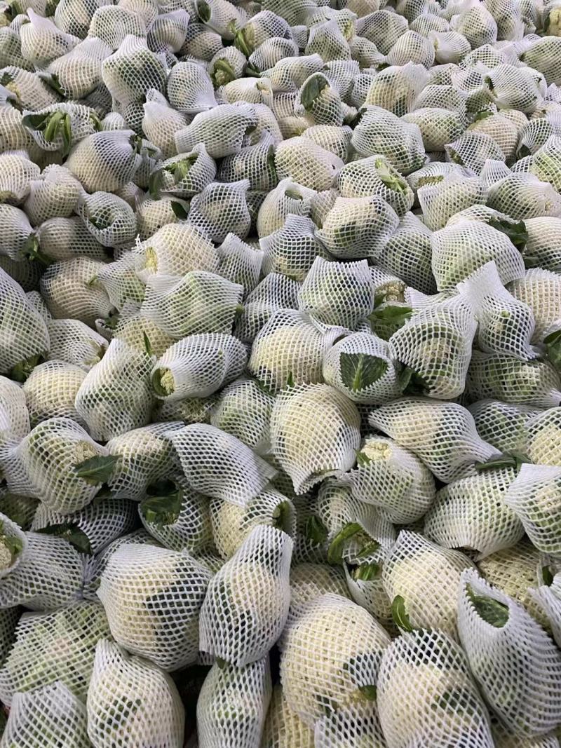 广西精品小米松花现摘现发量大从优品质保障欢迎联系