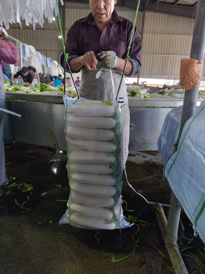 【热卖】精品萝卜规格齐全，质量好，价格合适，需要的联系