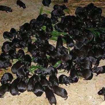 黑豚鼠养殖，荷兰猪种苗，彩豚鼠养殖基地。
