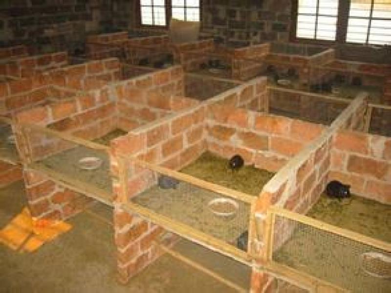 黑豚鼠养殖，荷兰猪种苗，彩豚鼠养殖基地。