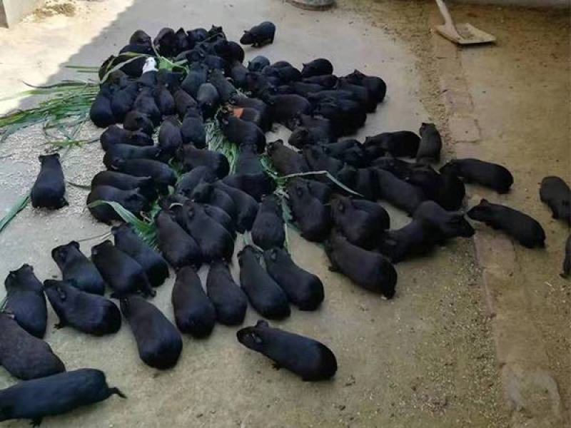 黑豚鼠养殖，荷兰猪种苗，彩豚鼠养殖基地。