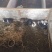 黑豚鼠养殖，荷兰猪种苗，彩豚鼠养殖基地。