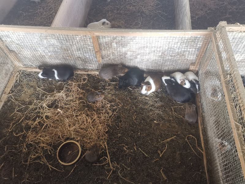 黑豚鼠养殖，荷兰猪种苗，彩豚鼠养殖基地。