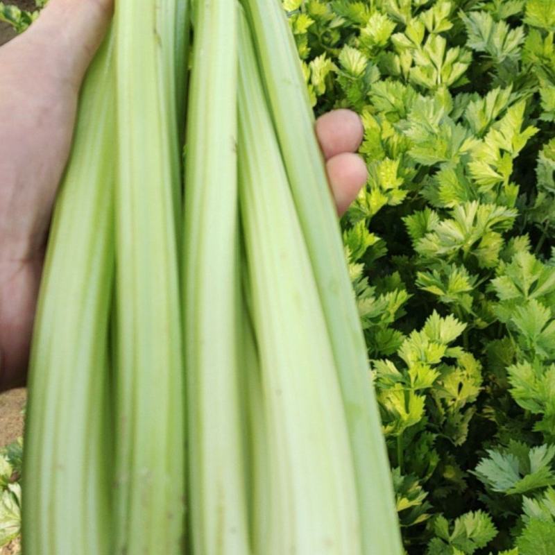 河南商丘夏邑精品西芹大量上市需要联系