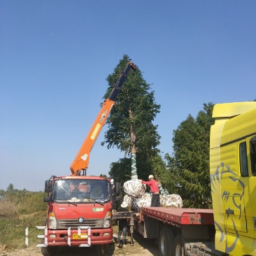 15-20的中山杉，杉树，大量供应，杆直冠好